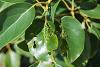 Xanthogaleruca luteola